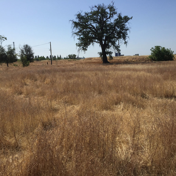 Project #12: Yosemite Village Community Garden