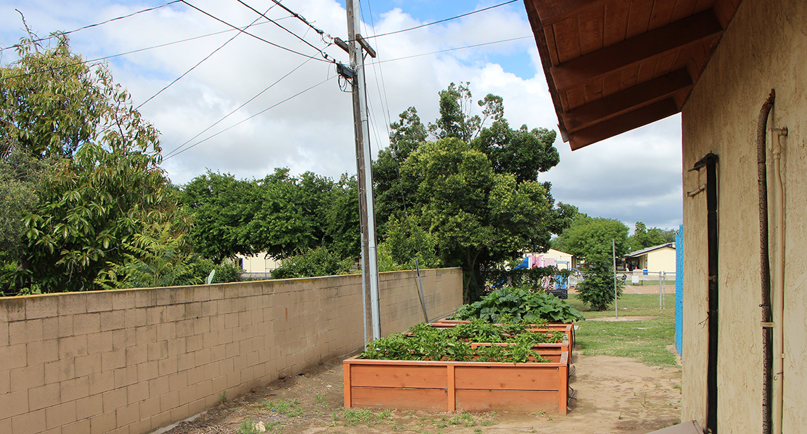 Inside Out Community Garden: Raw Walnut Tacos